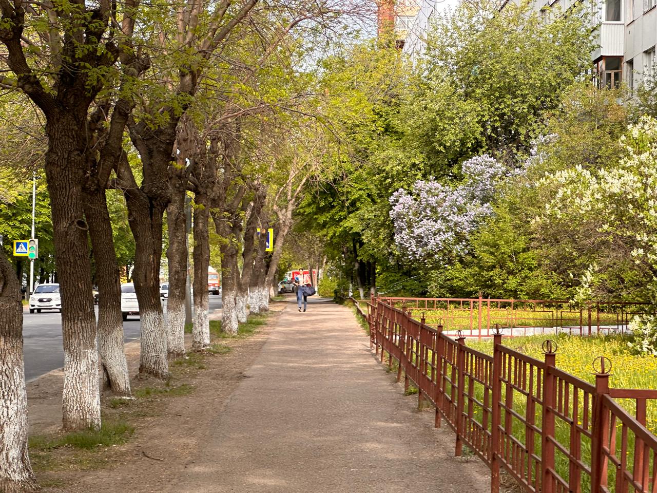 В Уфе продолжают вырубку деревьев.